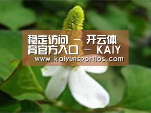 产品名称三